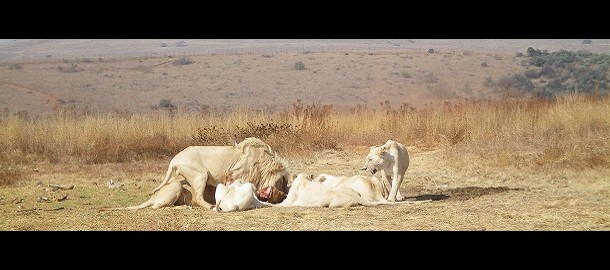 Dierentuin 'over grenzen'